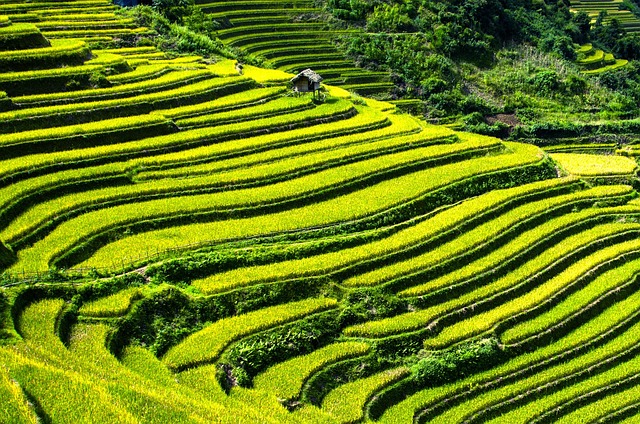 vietnam rýžová pole