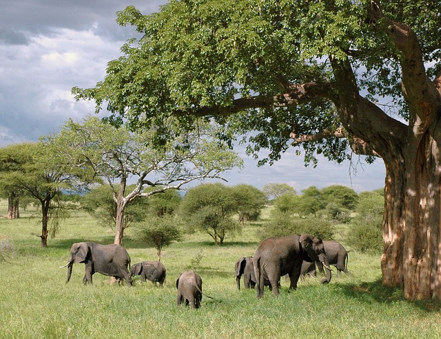 zanzibar safari v tanzánii
