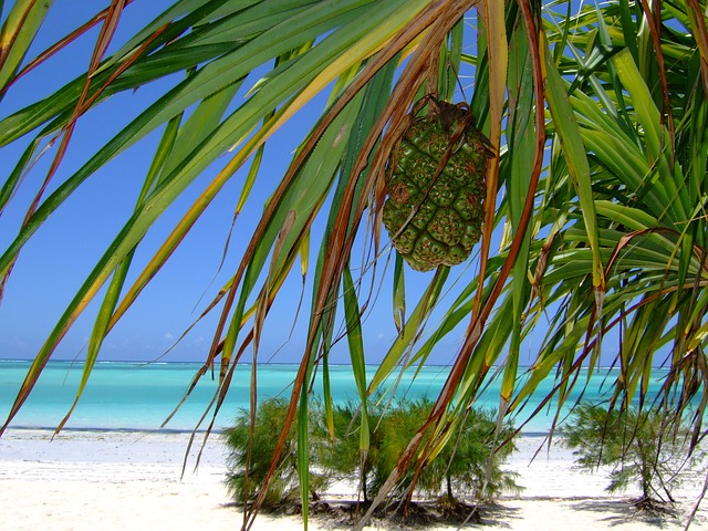 zanzibar dovolen 5
